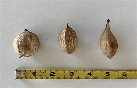 Wild Nut Identification