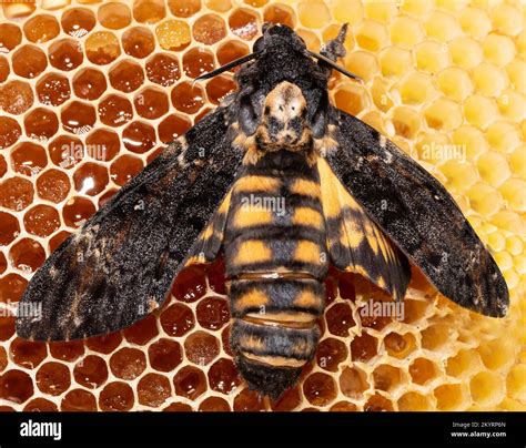 Death's-head moth butterfly with open wings sitting on honeycomb from ...