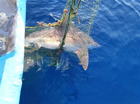 What is the bycatch of vulnerable species and why do we care? | Cyprus Mail