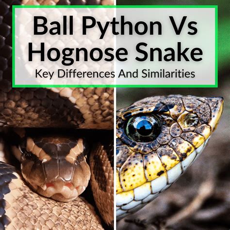 Ball Python vs Python 的图像结果