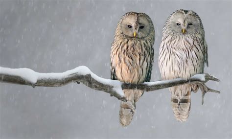 Predators Of Owls