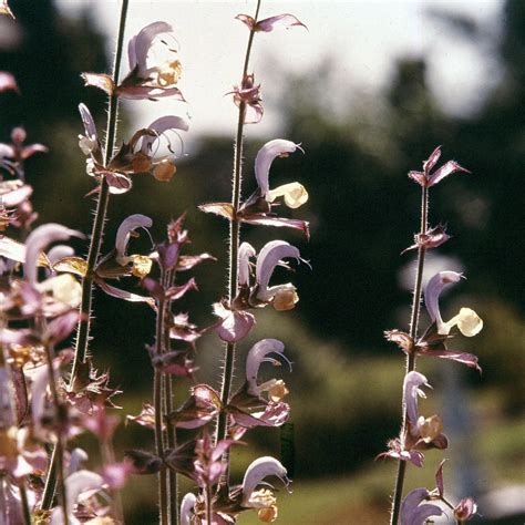The Herbal Power of Clary Sage in Fragrance - Fernweh