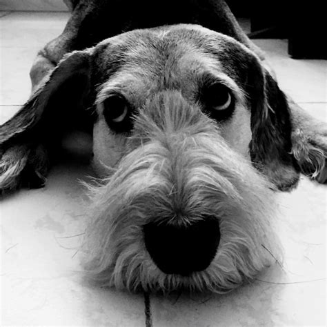 Close-up of dog | Premium Photo