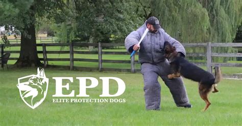 Trained Protection Dogs 的图像结果
