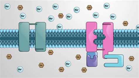 Sodium Glucose Transporter
