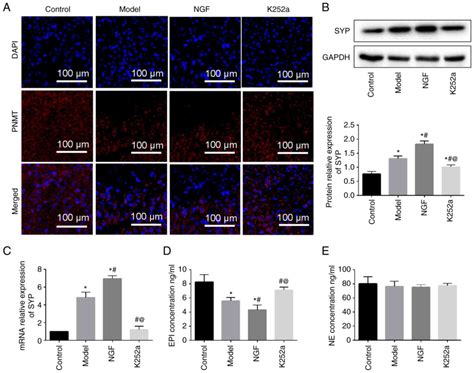 Molecular Medicine Reports