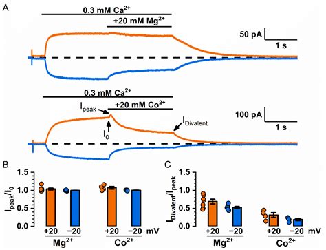 Divalent Cation Modulation of Ion Permeation in TMEM16 Proteins