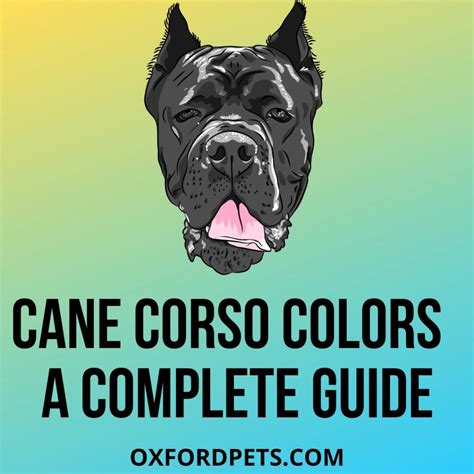 Cane Corso Colors - A Complete Guide - Oxford Pets