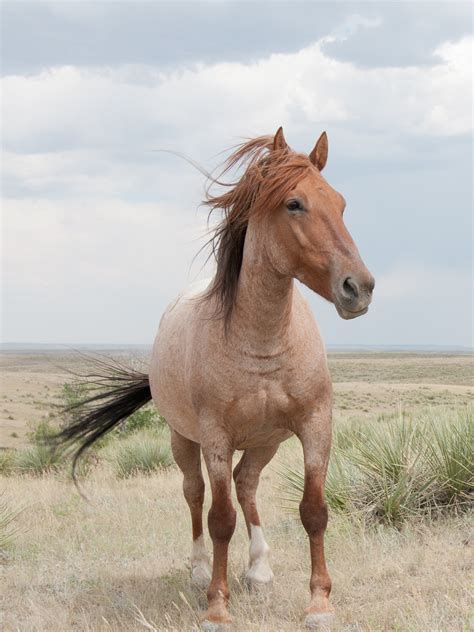 9 Types of Mustang Horses (+6 Types of Brumbies) – Wild Jolie