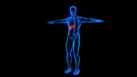 Liver Damage X Ray at Martha Berman blog - signs of a bad ultrasound