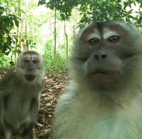 Pin by Tata on Быстрое сохранение | Funny animal photos, Funny animals ...