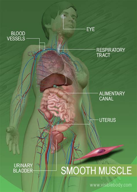 Where Is Found Smooth Muscle