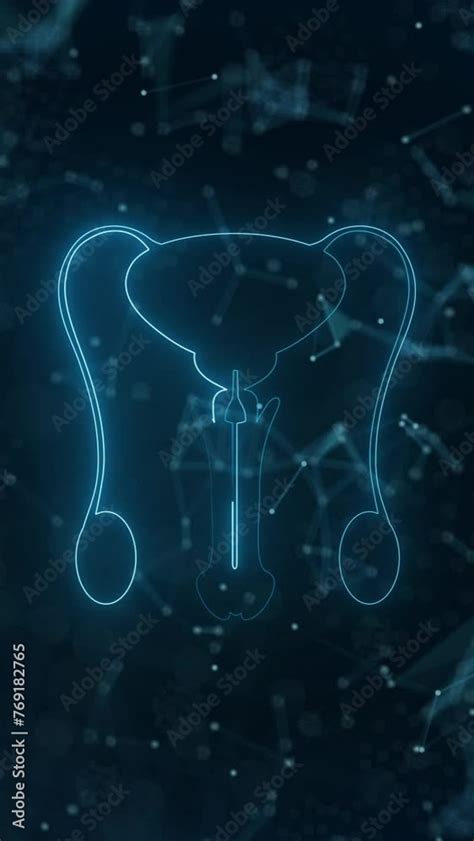 Image result for Male Reproductive System Animation