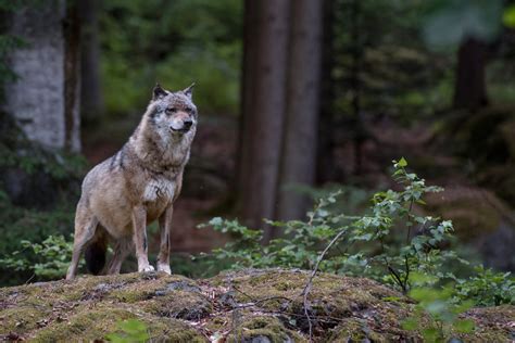Wolf in Österreich: Studie verdeutlicht Notwendigkeit von Monitoring ...