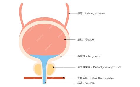 Premium Vector | Medical illustration of the prostate prostate and bladder