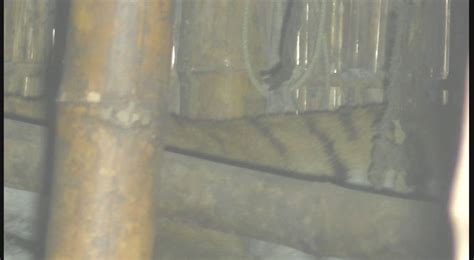 royal-bengal-tiger-passed-night-in-a-cowsed-with-cow-and-goats-in ...
