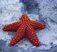 starfish 的图像结果