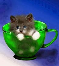 Image result for Cute Cat in Tea Cup