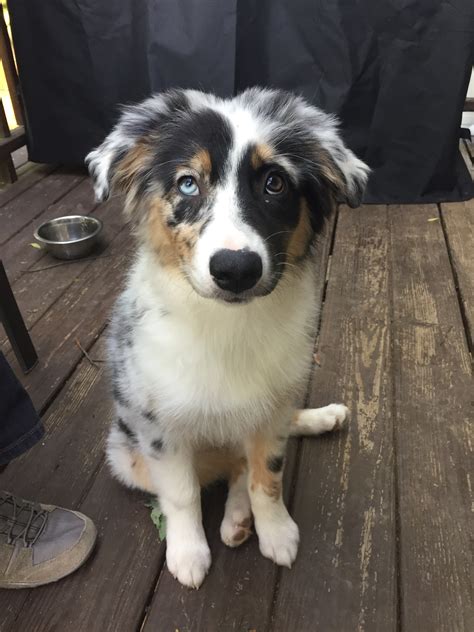 Golden Retriever Mixed With Australian Shepherd
