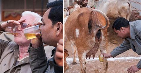 Hindu Mahasabha Claims Drinking Cow Urine Can Kill Coronavirus ...