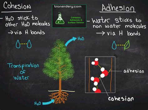 Cohesion and Adhesion of Water
