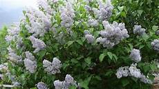 fiori profumati da giardino piante e fiori lill 224 dai grappoli profumati fiori profumati da giardino piante e fiori lill 224 dai grappoli profumati