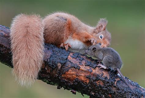 Can A Squirrel Carry Rabies