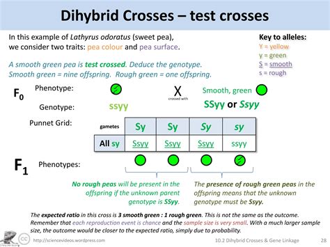 IB Biology AHL Inheritance Part 1- dihybrid crosses.pptx