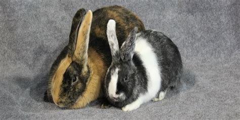 Top 10 Best Breed Of Rabbit For First Time Owners – Bunnyislove