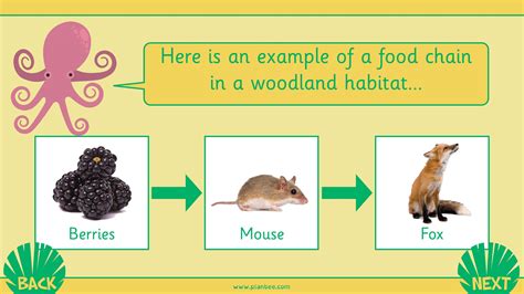 Food Chains KS1 Lesson Pack and Information | PlanBee