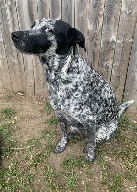 Bombastic side eye. Criminally offensive side eye. : r/AustralianCattleDog