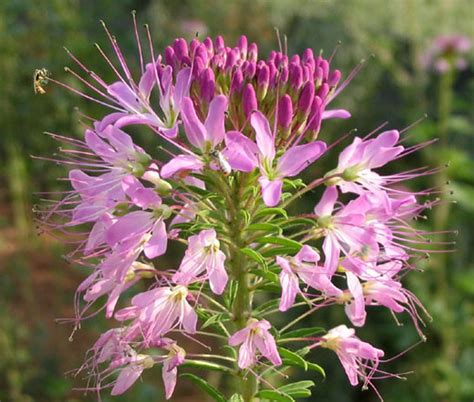 Rocky Mountain Bee Plant Cleome Serrulata Seeds