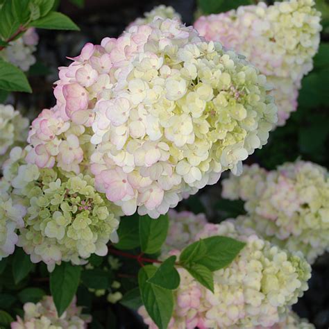 Hydrangea - Strawberry Sundae Panicle - SheyWest