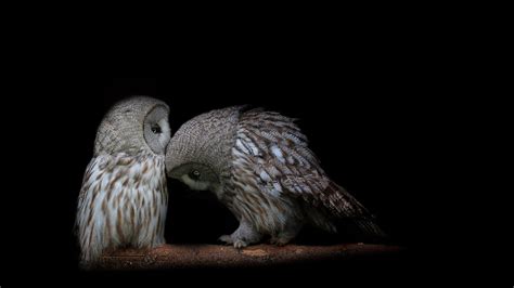 Owl Desktop Wallpapers - Top Free Owl Desktop Backgrounds - WallpaperAccess