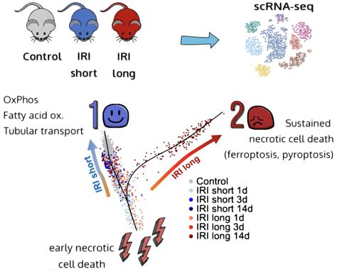 Susztak lab: Mouse Kidney IRI scRNA-seq