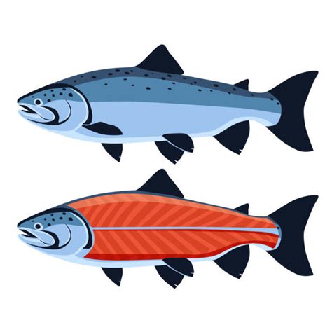 5,200+ Salmon Clip Art Stock Illustrations, Royalty-Free Vector ...