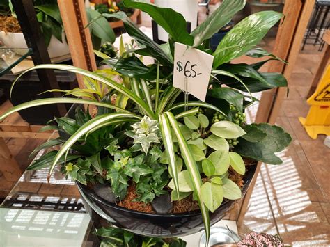 Indoor Plant Arrangements Pots For Indoor Plants: Guide To Choosing