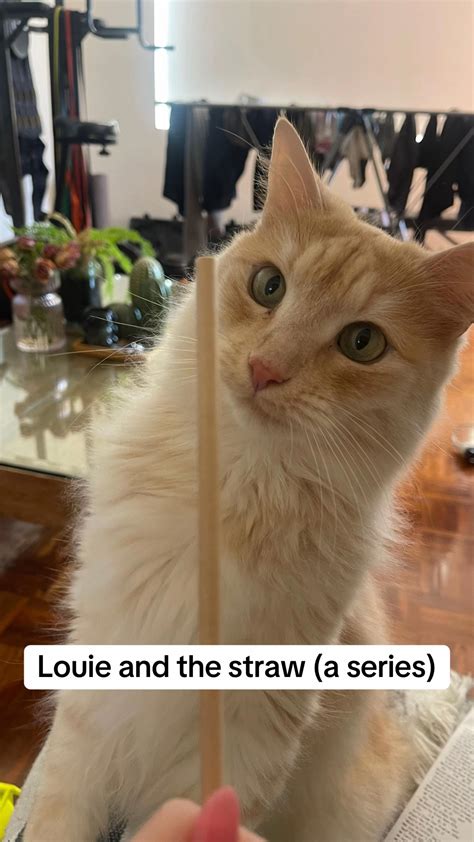 Chloe Maddren (@chloemaddren) - Urlebird