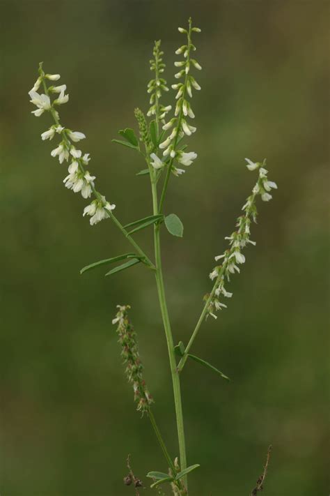 Melilotus albus Medik.