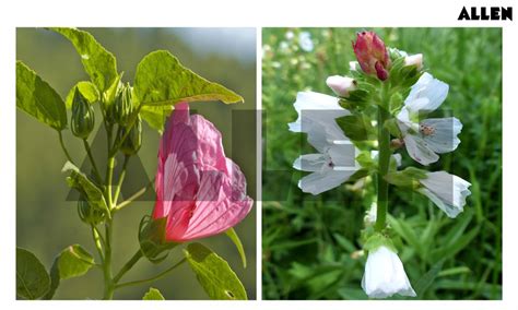 Malvaceae: Classification, General Classification and FAQs