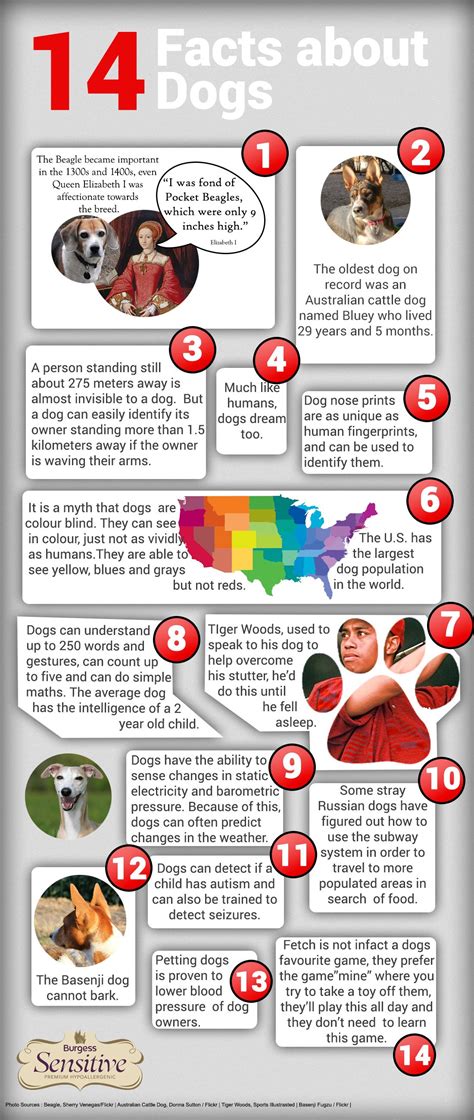 Fun Facts About Dogs History at Stephanie Le blog