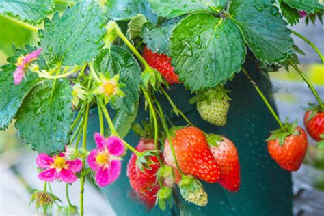 盆栽奶油草莓种籽子种植四季种子白阳台水果蔬菜孑南方露天家种仔-阿里巴巴