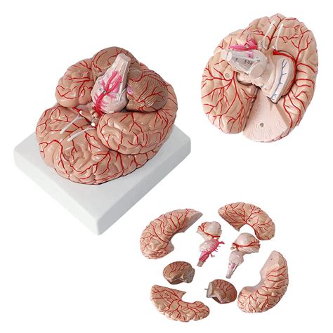 Buy NaoSIn-Ni Brain Anatomy Model, 3D Model Of Brain, 41 Accurate ...