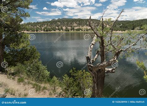 Old and New Trees Along Quemado Lake, New Mexico. Stock Photo - Image ...
