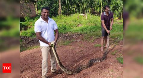 Activist in Byndoor saves his dog from 20 feet python | Mangaluru News ...