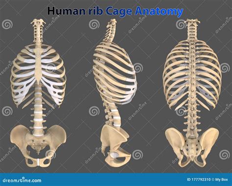 Rib Cage Anatomy / Rib Cage 3d Model Anatomy On Hum3d - ansskillegoogl-wall
