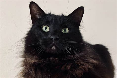 Chantilly-Tiffany cat breed - Feed Stray Cats