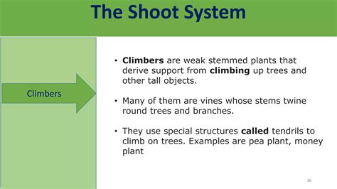 Root and shoot system of Angiosperm plants. - By Dr. Amutha Swaminathan | PPTX