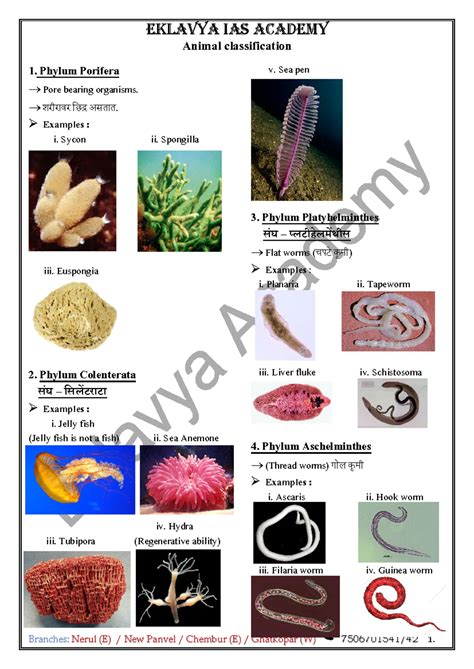 Animal Classification - Phylum Porifera → Pore bearing organisms. → ...