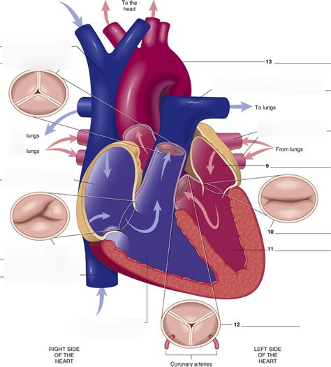 Cardiology 的图像结果